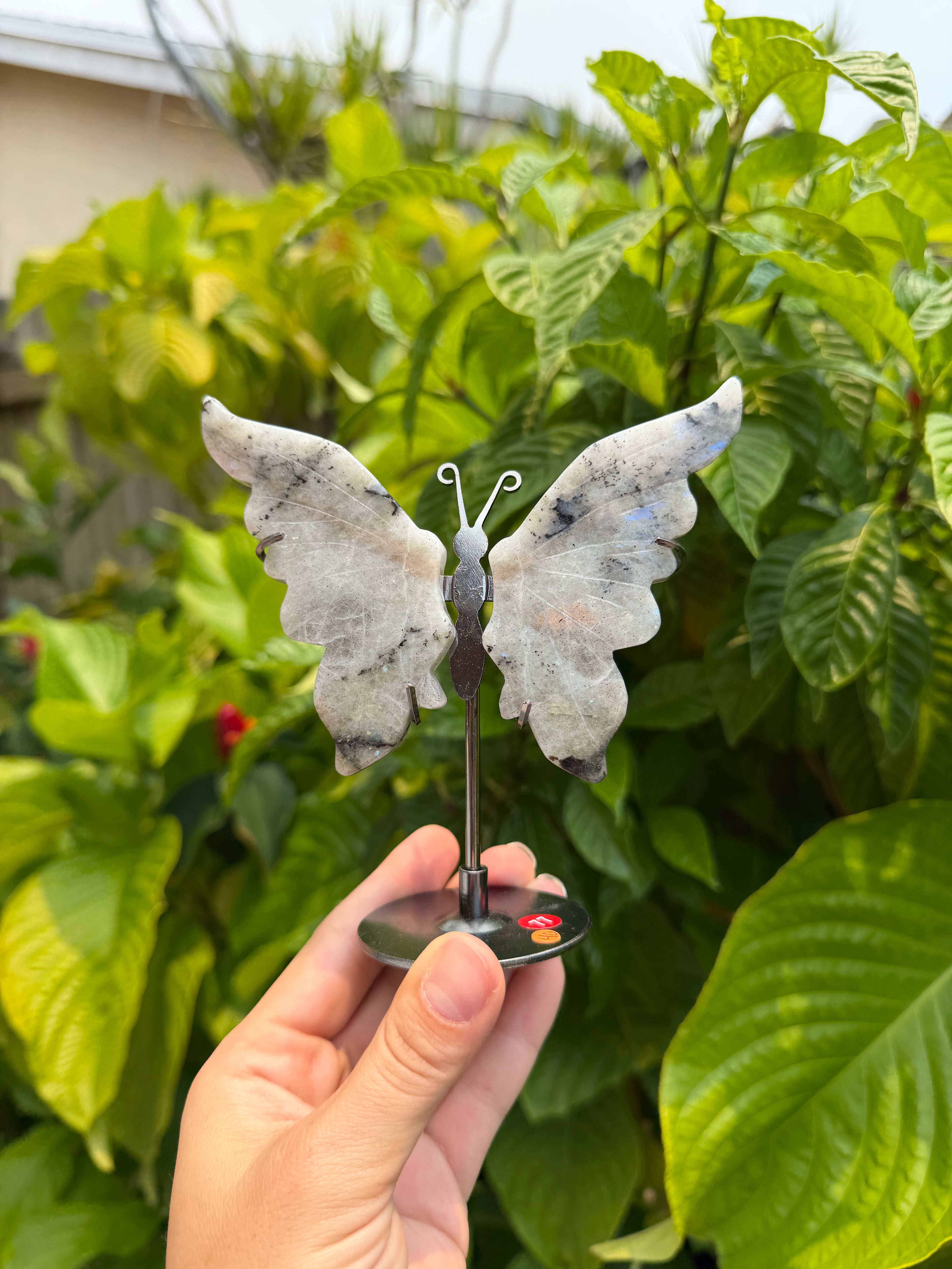 Butterfly Wings with Stands