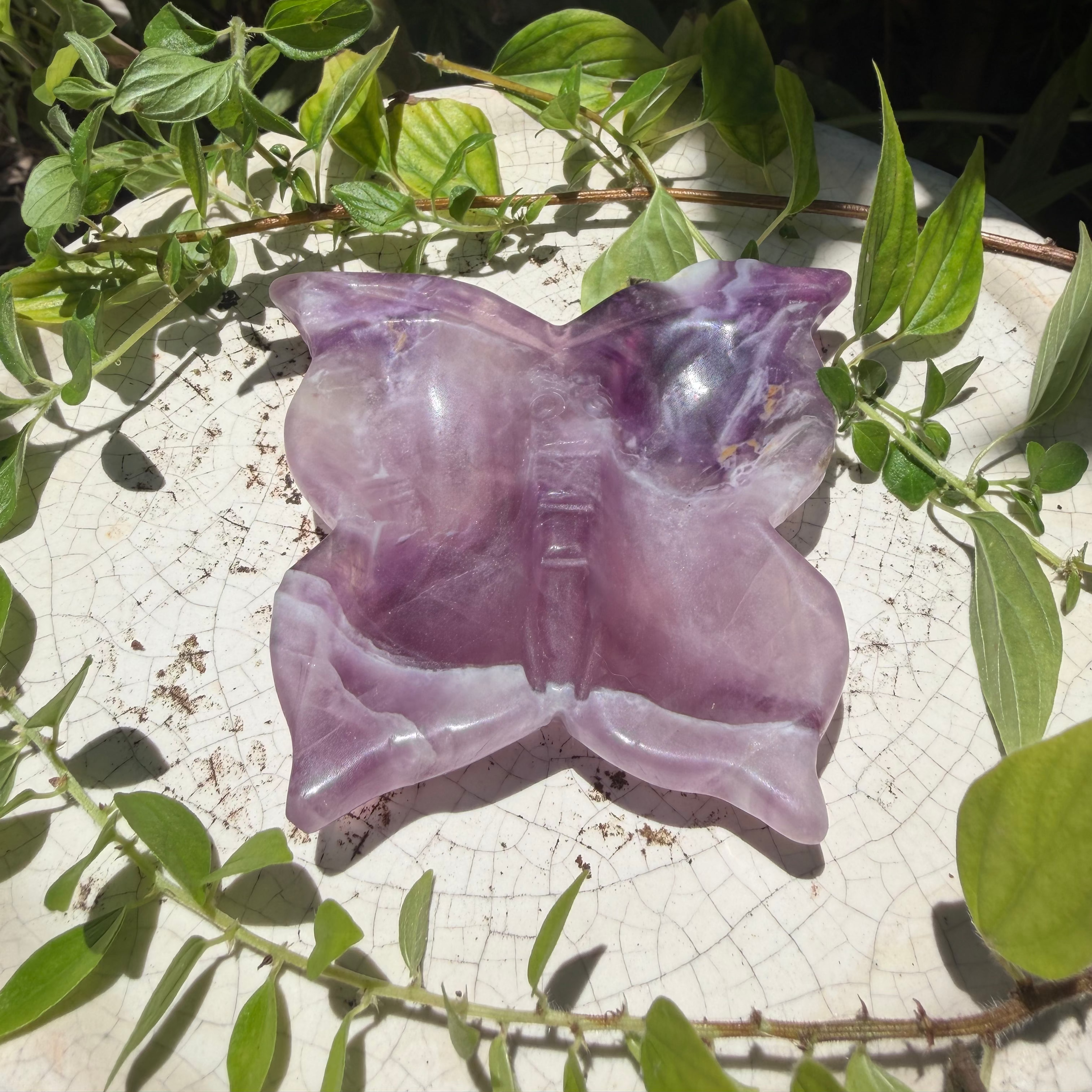 Butterfly Bowl