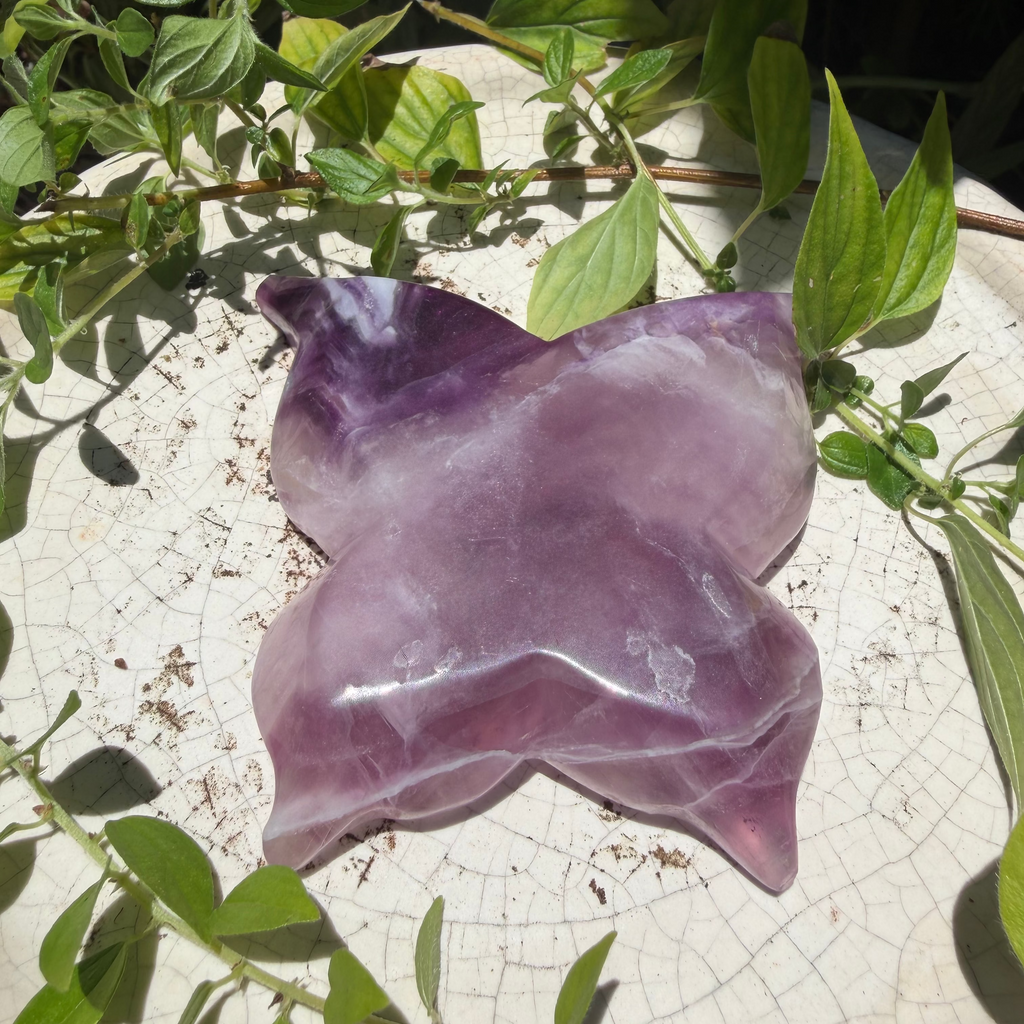 Butterfly Bowl