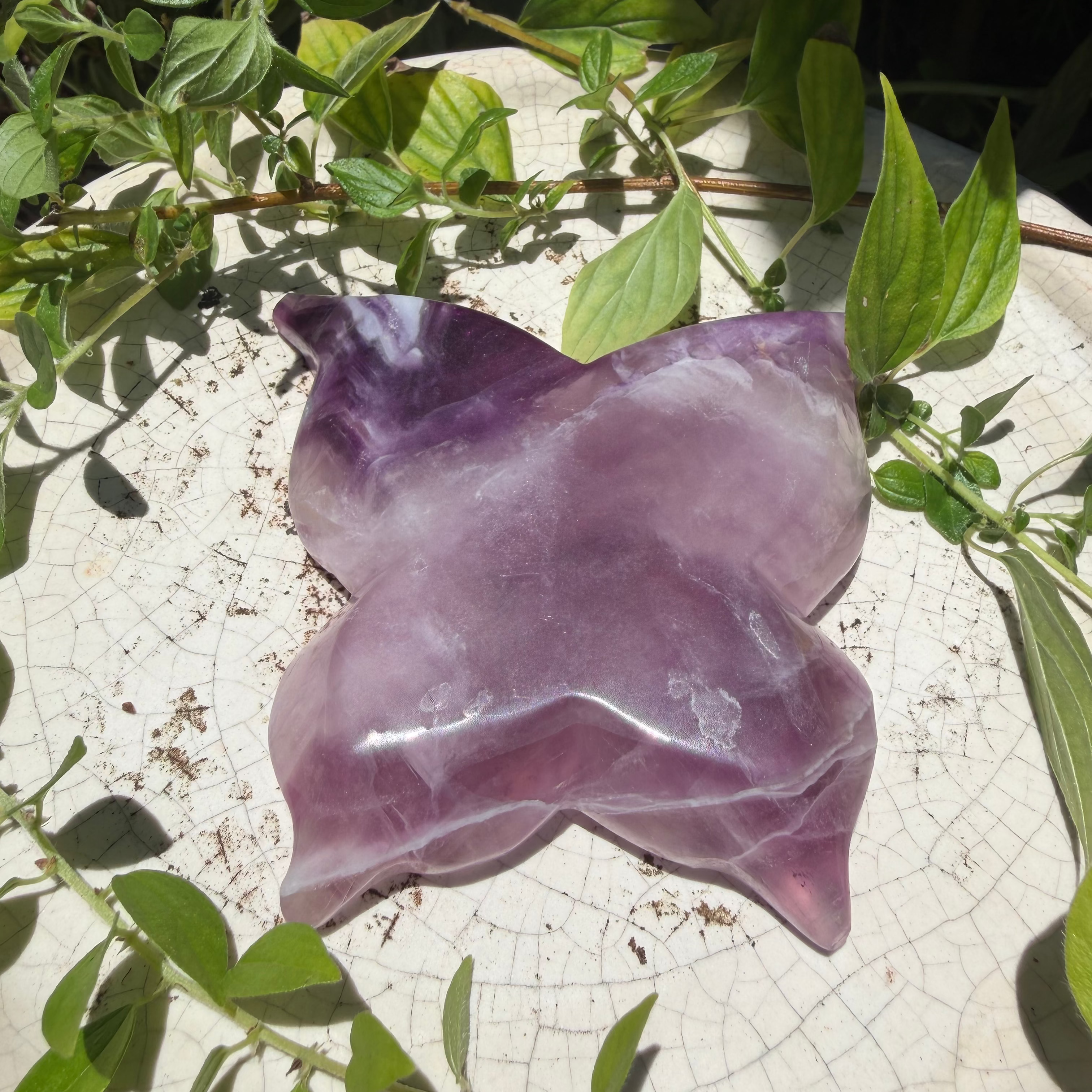 Butterfly Bowl