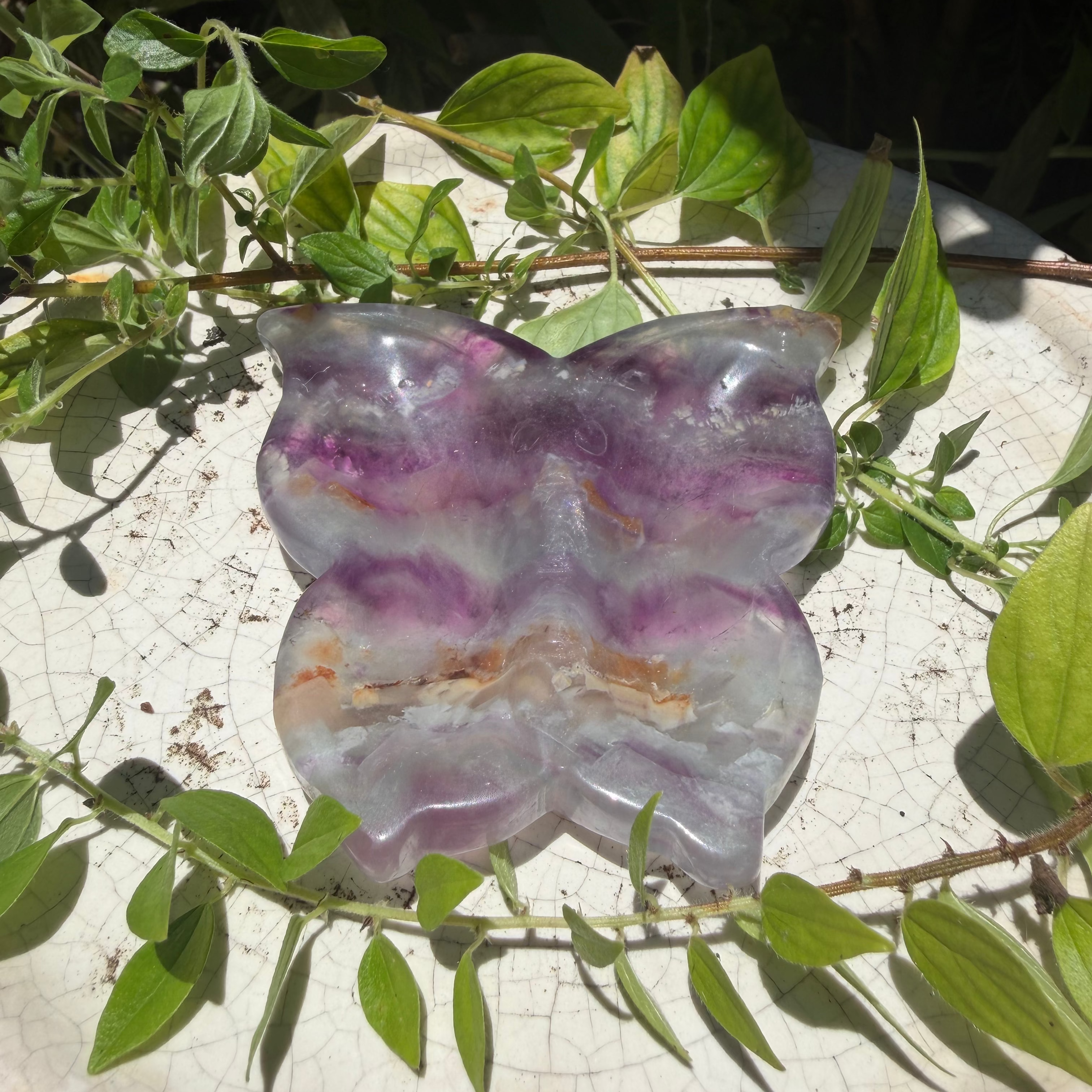 Butterfly Bowl